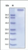 The purity of rh LEPR Fc Chimera was determined by DTT-reduced (+) SDS-PAGE and staining overnight with Coomassie Blue.
