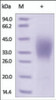 The purity of rh CD58 / LFA‑3 was determined by DTT-reduced (+) SDS-PAGE and staining overnight with Coomassie Blue.
