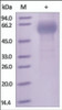 The purity of rh LILRB4 /CD85k Fc Chimera was determined by DTT-reduced (+) SDS-PAGE and staining overnight with Coomassie Blue.