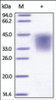 The purity of rh LIF was determined by DTT-reduced (+) SDS-PAGE and staining overnight with Coomassie Blue.