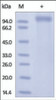 The purity of rh LRRC4 was determined by DTT-reduced (+) SDS-PAGE and staining overnight with Coomassie Blue.