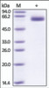 The purity of rh LTBR /TNFRSF3 Fc Chimera was determined by DTT-reduced (+) SDS-PAGE and staining overnight with Coomassie Blue.