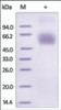 The purity of rh Lumican /LUM was determined by DTT-reduced (+) SDS-PAGE and staining overnight with Coomassie Blue.