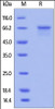 Human MMP-2, His Tag on SDS-PAGE under reducing (R) condition. The gel was stained overnight with Coomassie Blue. The purity of the protein is greater than 92%.