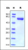 Human MMP-9, His Tag on SDS-PAGE under reducing (R) condition. The gel was stained overnight with Coomassie Blue. The purity of the protein is greater than 95%.
