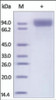 The purity of rh CD10 / MME was determined by DTT-reduced (+) SDS-PAGE and staining overnight with Coomassie Blue.