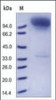 The purity of rh CD10 Fc Chimera was determined by DTT-reduced (+) SDS-PAGE and staining overnight with Coomassie Blue.