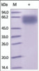 The purity of rh NCR1 / NKp46 / CD335 Fc Chimera was determined by DTT-reduced (+) SDS-PAGE and staining overnight with Coomassie Blue.