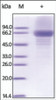 The purity of rh IL12A / NKSF1 Fc Chimera was determined by DTT-reduced (+) SDS-PAGE and staining overnight with Coomassie Blue.