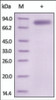 The purity of rh IL12B /P40 Fc Chimera was determined by DTT-reduced (+) SDS-PAGE and staining overnight with Coomassie Blue.