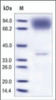 The purity of rh NLGN4Y was determined by DTT-reduced (+) SDS-PAGE and staining overnight with Coomassie Blue.