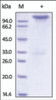 The purity of rh NRP1 / CD304 Fc Chimera was determined by DTT-reduced (+) SDS-PAGE and staining overnight with Coomassie Blue.