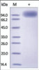 The purity of rh NTRK2 Fc Chimera was determined by DTT-reduced (+) SDS-PAGE and staining overnight with Coomassie Blue.