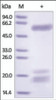 The purity of rh SPP1 / OPN was determined by DTT-reduced (+) SDS-PAGE and staining overnight with Coomassie Blue.