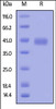 Human OX40, His Tag on SDS-PAGE under reducing (R) condition. The gel was stained overnight with Coomassie Blue. The purity of the protein is greater than 90%.