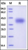 Human CD200, His Tag on SDS-PAGE under reducing (R) condition. The gel was stained overnight with Coomassie Blue. The purity of the protein is greater than 98%.