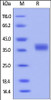 Human PD-L1, His Tag (HPLC verified) on SDS-PAGE under reducing (R) condition. The gel was stained overnight with Coomassie Blue. The purity of the protein is greater than 98%.