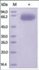 The purity of rh PD-L1 / B7-H1 Fc Chimera was determined by DTT-reduced (+) SDS-PAGE and staining overnight with Coomassie Blue.