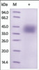 The purity of rh PDL1 /CD274, twin strep tag was determined by DTT-reduced (+) SDS-PAGE and staining overnight with Coomassie Blue.