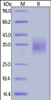 Human PD-1, Strep Tag on SDS-PAGE under reducing (R) condition. The gel was stained overnight with Coomassie Blue. The purity of the protein is greater than 90%.