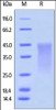 Mouse PD-1, His Tag on SDS-PAGE under reducing (R) condition. The gel was stained overnight with Coomassie Blue. The purity of the protein is greater than 95%.