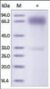 The purity of Mouse PDL1 Fc Chimera was determined by DTT-reduced (+) SDS-PAGE and staining overnight with Coomassie Blue.