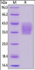 Human PD-L2, His Tag on SDS-PAGE under reducing (R) condition. The gel was stained overnight with Coomassie Blue. The purity of the protein is greater than 95%.