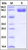 Human PD-L2, Fc Tag (HPLC verified) on SDS-PAGE under reducing (R) condition. The gel was stained overnight with Coomassie Blue. The purity of the protein is greater than 95%.