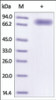 The purity of rh CD44 Fc Chimera was determined by DTT-reduced (+) SDS-PAGE and staining overnight with Coomassie Blue.