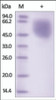 The purity of rh PVRL1 /Nectin-1 was determined by DTT-reduced (+) SDS-PAGE and staining overnight with Coomassie Blue.