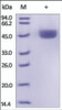 The purity of mouse Renin was determined by DTT-reduced (+) SDS-PAGE and staining overnight with Coomassie Blue.