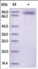 The purity of rh ROR2 Fc Chimera was determined by DTT-reduced (+) SDS-PAGE and staining overnight with Coomassie Blue.