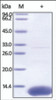 The purity of rh S100A10 was determined by DTT-reduced (+) SDS-PAGE and staining overnight with Coomassie Blue.