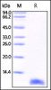 Human S100B, His Tag on SDS-PAGE under reducing (R) condition. The gel was stained overnight with Coomassie Blue. The purity of the protein is greater than 95%.