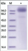 The purity of rh SCARB2 / CD36L2/ LIMP2 Fc Chimera was determined by DTT-reduced (+) SDS-PAGE and staining overnight with Coomassie Blue.