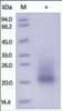 The purity of Mouse SCF was determined by DTT-reduced (+) SDS-PAGE and staining overnight with Coomassie Blue.