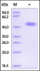 The purity of rh SERPINF1 / PEDF was determined by DTT-reduced (+) SDS-PAGE and staining overnight with Coomassie Blue.