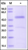 Human Serpin H1, His Tag on SDS-PAGE under reducing (R) condition. The gel was stained overnight with Coomassie Blue. The purity of the protein is greater than 90%.