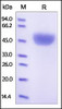 Human Serpin A1, His Tag on SDS-PAGE under reducing (R) condition. The gel was stained overnight with Coomassie Blue. The purity of the protein is greater than 95%.