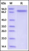 Human Semaphorin 4A, His Tag on SDS-PAGE under reducing (R) condition. The gel was stained overnight with Coomassie Blue. The purity of the protein is greater than 95%.