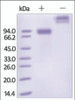 The purity of rh SIGLEC6 / CD327 Fc Chimera was determined by DTT-reduced (+) and non-reduced (-) SDS-PAGE and staining overnight with Coomassie Blue.