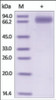 The purity of rh SIRPG /CD172G Fc Chimera was determined by DTT-reduced (+) SDS-PAGE and staining overnight with Coomassie Blue.