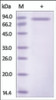 The purity of rh SLITRK6 was determined by DTT-reduced (+) SDS-PAGE and staining overnight with Coomassie Blue.