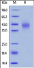 Human TFPI, His Tag on SDS-PAGE under reducing (R) condition. The gel was stained overnight with Coomassie Blue. The purity of the protein is greater than 90%.