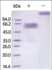 The purity of rh TIM3 / HAVCR2 Fc Chimera was determined by DTT-reduced (+) and non-reduced (-) SDS-PAGE and staining overnight with Coomassie Blue.