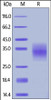 Human TNFR1, His Tag on SDS-PAGE under reducing (R) condition. The gel was stained overnight with Coomassie Blue. The purity of the protein is greater than 90%.