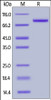 Human OPG, Fc Tag on SDS-PAGE under reducing (R) condition. The gel was stained overnight with Coomassie Blue. The purity of the protein is greater than 92%.