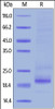 Human TRAIL R1, His Tag on SDS-PAGE under reducing (R) condition. The gel was stained overnight with Coomassie Blue. The purity of the protein is greater than 90%.