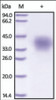 The purity of rh TNFRSF10D / CD264 / TRAILR4 was determined by DTT-reduced (+) SDS-PAGE and staining overnight with Coomassie Blue.