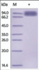 The purity of rh TYRO3 / DTK Fc Chimera was determined by DTT-reduced (+) SDS-PAGE and staining overnight with Coomassie Blue.